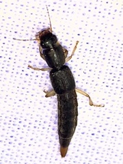 Pinophilus