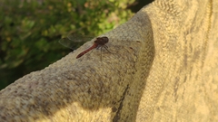 Sympetrum vulgatum