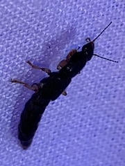 Pinophilus