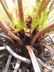 Cyathea dregei