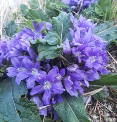 Mandragora autumnalis