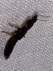 Pinophilus