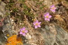 Spergularia rupicola