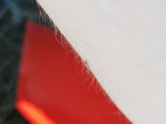 Cameraria ohridella