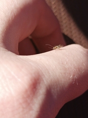 Cameraria ohridella