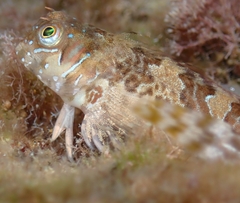 Aidablennius sphynx