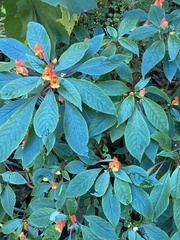 Impatiens capensis