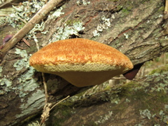Inonotus hispidus