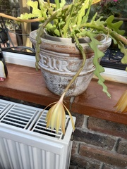 Disocactus anguliger