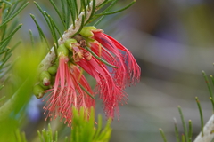Melaleuca quadrifida