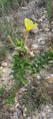 Oenothera