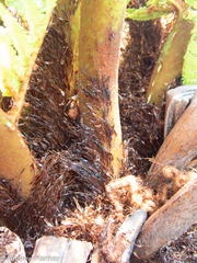 Cyathea dregei