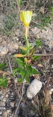 Oenothera
