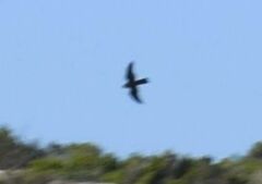 Accipiter