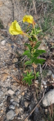 Oenothera