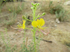 Cleome foliosa