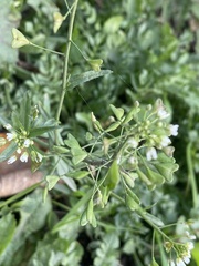 Capsella bursa-pastoris