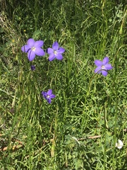 Wahlenbergia multicaulis