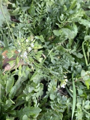 Capsella bursa-pastoris