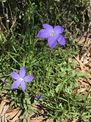 Wahlenbergia multicaulis