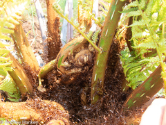 Cyathea dregei