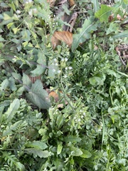 Capsella bursa-pastoris