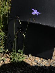 Wahlenbergia multicaulis