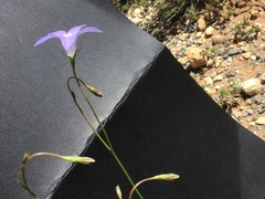 Wahlenbergia multicaulis