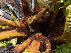 Cyathea dregei