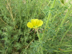 Cleome foliosa