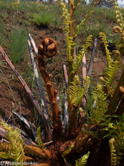 Cyathea dregei