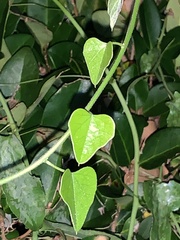 Cocculus carolinus