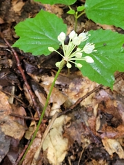 Allium tricoccum