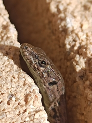 Podarcis guadarramae guadarramae