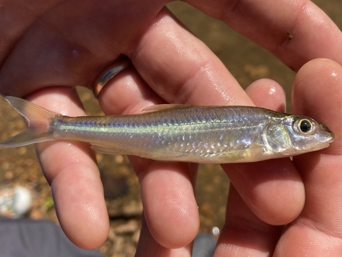 Zilverkopvoorn (Macrhybopsis storeriana) — Cyprinidae
