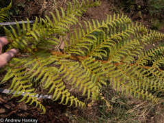 Cyathea dregei