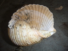 Tonna tankervillii