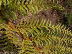 Cyathea dregei