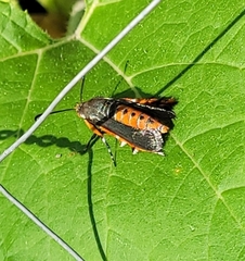 Eichlinia cucurbitae