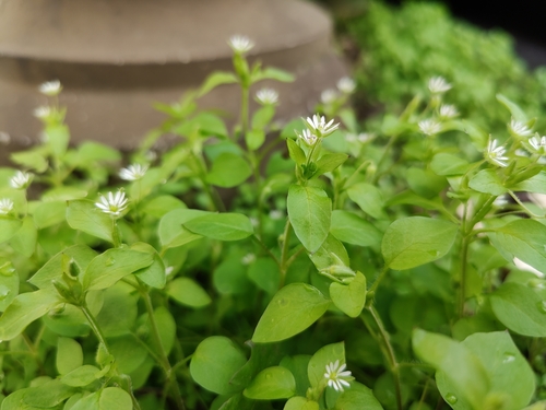 Stellaria media