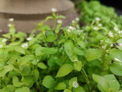 Stellaria media — photo 2