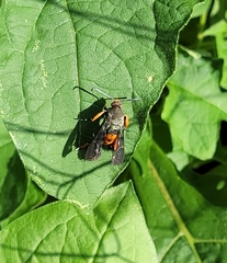 Eichlinia cucurbitae