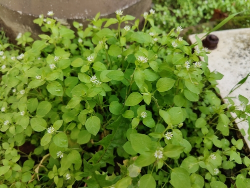 Stellaria media
