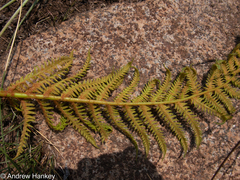 Cyathea dregei