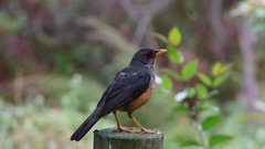 Turdus olivaceus olivaceus
