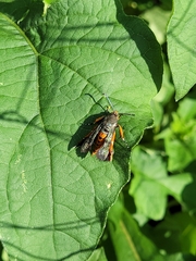 Eichlinia cucurbitae