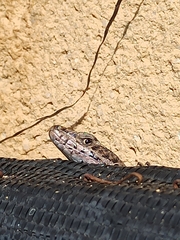 Podarcis guadarramae guadarramae