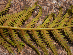 Cyathea dregei