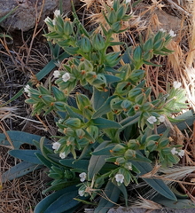 Anchusa