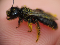 Panurgus dentipes